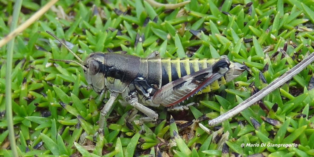 femmina di Italopodisma sp.  (Acrididae)